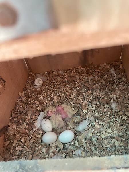 Common White Cockatiels (red eye) 2