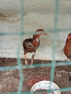 Aseel hens for sale