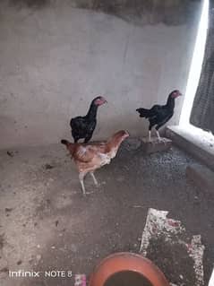 Aseel Hens/Aseel Murgia/Desi Murgia/Egg lying Hens/Kurk Murgia