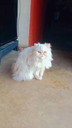 Persian female cat available