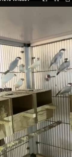 White java and silver java breeder birds for sale 200% breeder