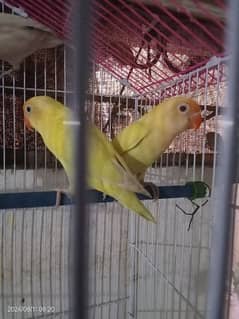 cremino Decino Love Bird