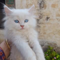 persian kitten male and female with blue eyes