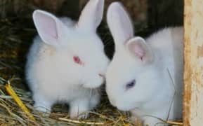 English Angora rabbits. orignal breed