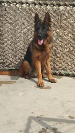 Stock Coat pedigree Male Available