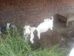 confirm gaban bakri for sale