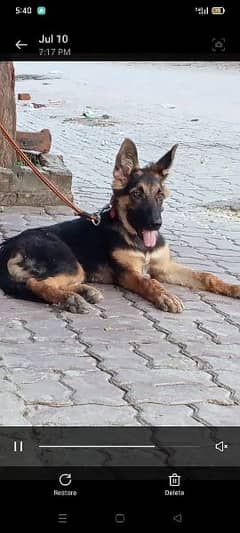 German shepherd For Sale