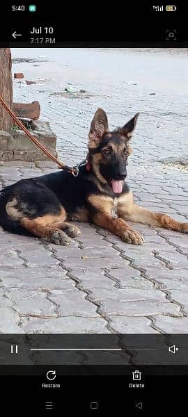 German shepherd For Sale 0