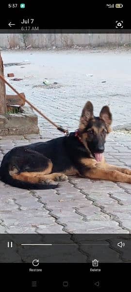 German shepherd For Sale 1