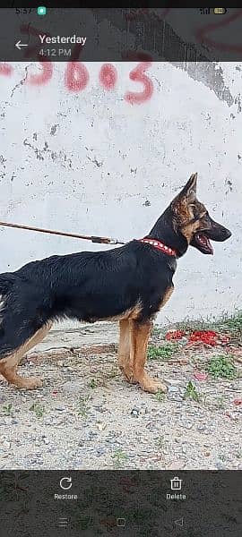 German shepherd For Sale 2