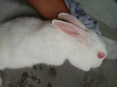 pair of giant white rabbit with red eyes