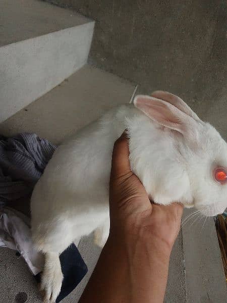 pair of giant white rabbit with red eyes 3