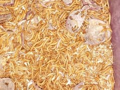 Mealworms for only one Rs 1 /Piece