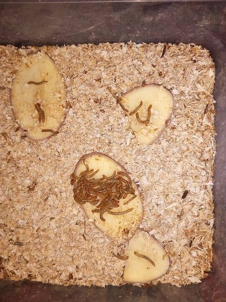 Mealworms for only one Rs 1 /Piece 1