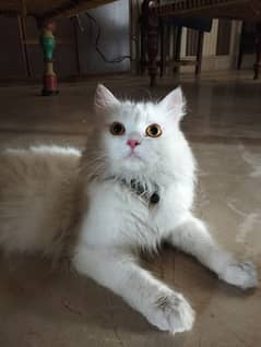 Persian male cat