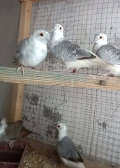 blue pied red pied ready to first breed