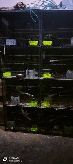 all birds albino red eyes breder gren fisher breeder pair green conure 0