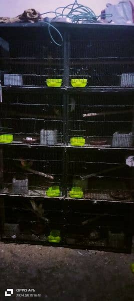 all birds albino red eyes breder gren fisher breeder pair green conure 1