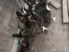 Black Muscovy Ducks 15 pieces For Sale