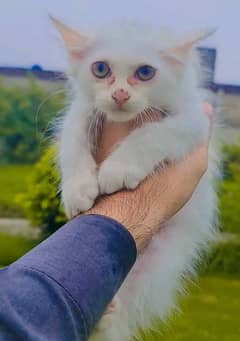 Persian White, Male Cat, Semi Punch Face