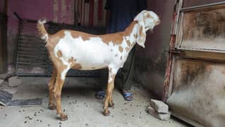 gaban bakri goat paregnent 2month