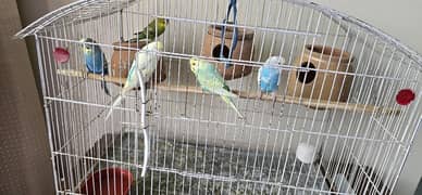 3 pair Australian parrot for sale