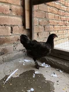 Bantam grey and black female pair