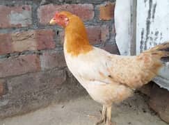 Dasi Hen for sale