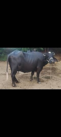 pure neeli ravi jhoti for sale