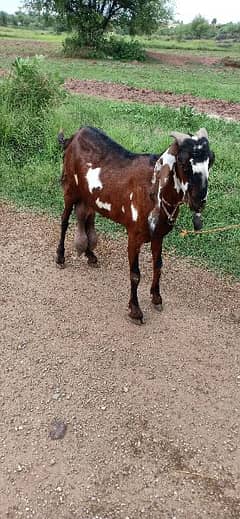 beetal goat for sale