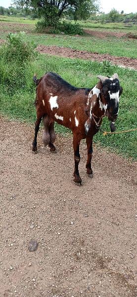 beetal goat for sale. 03022364965 0