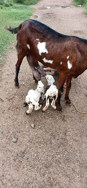 beetal goat for sale. 03022364965 1