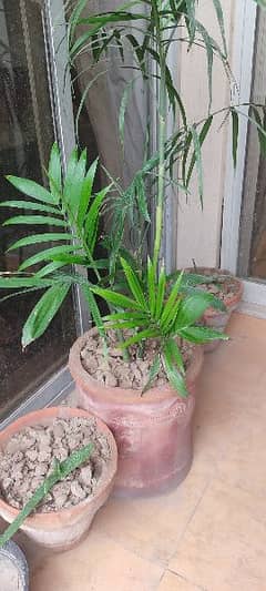 Beautiful Balcony plants