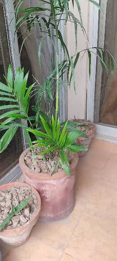 Imported indoor/outdoor plant for Drawing Room/Balcony