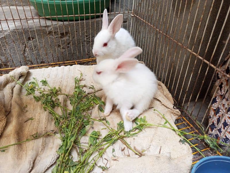 Rabbits Male 1