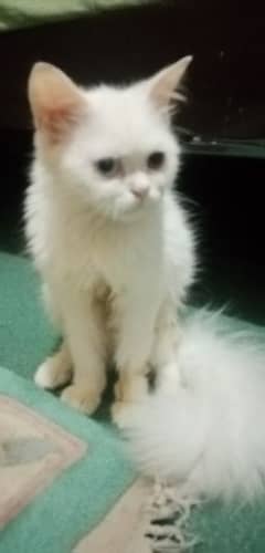 odd eyes female Persian cat