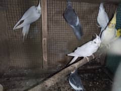 Cockatiel pair eno reds eye