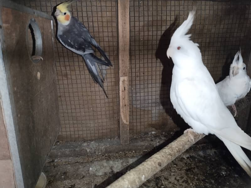 Cockatiel pair eno reds eye 2