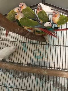 green apple and pine apple parrots. Total up to 5 pairs.