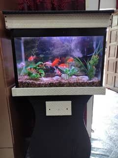 fish aquarium with fish