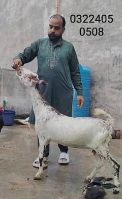 Goat / Bakri / burberry goat / teddy /white desi / بکری  / Ghaban goat