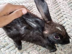 Black rabbit