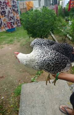 Desi Hen