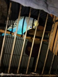 Urgent Sale 10 Budgies , Along with 2 partition Cage