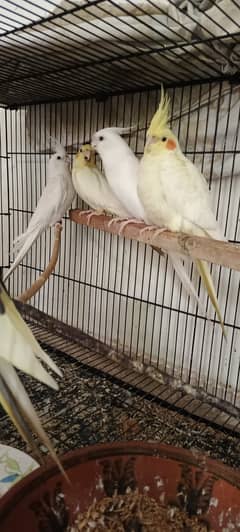 COCKATIEL PAIR MALE ENO RED EYES FEMALES COMM WHITE