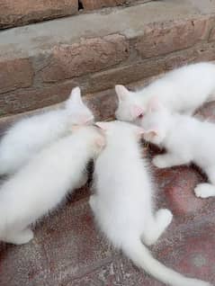 5 Persian kittens