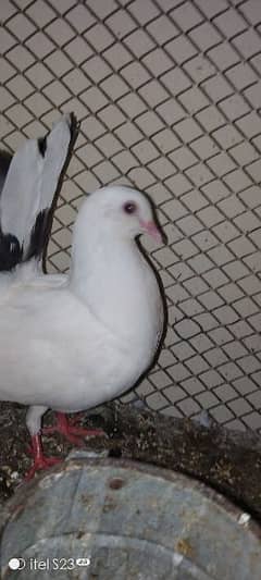 classic fancy pigeon pair