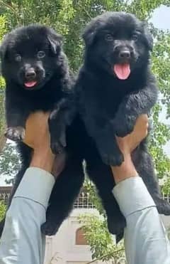 black German shepherd puppies full long coat