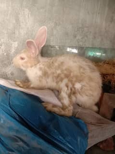 2 male active red eye rabbit for sale