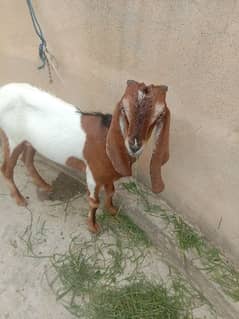 bakri for sale han